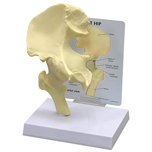 Anatomical Model of Human Hip Joint T4931